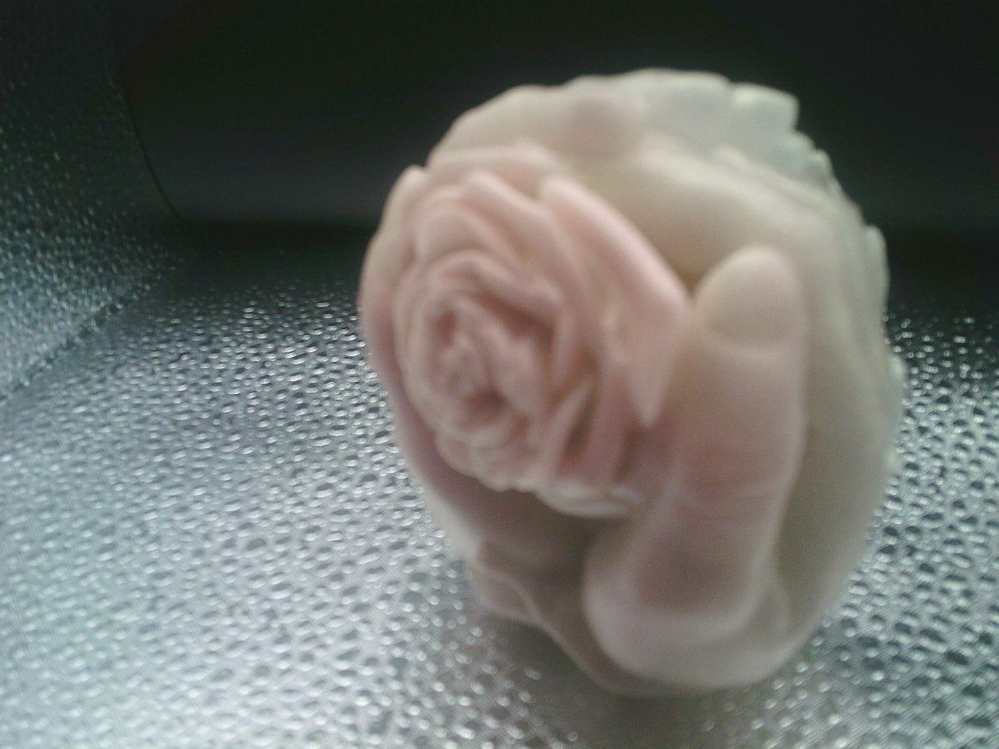 Praying hands with a rose
